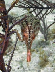 Trumpetfish are common in the Caymans, but this was a hea... by Jim Chambers 